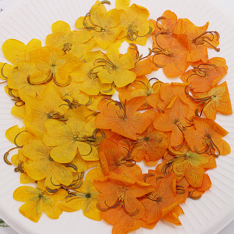 Dried Flower Bookmark - 60 Piezas de Flores de Cassia