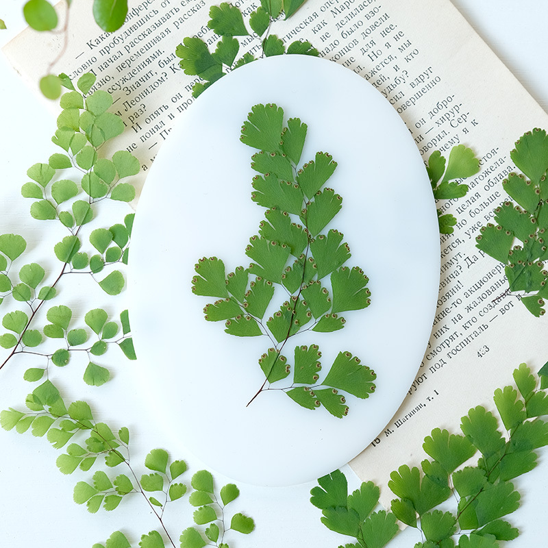 Dried Flower Bookmark - 60 Piezas de Hojas de Helecho