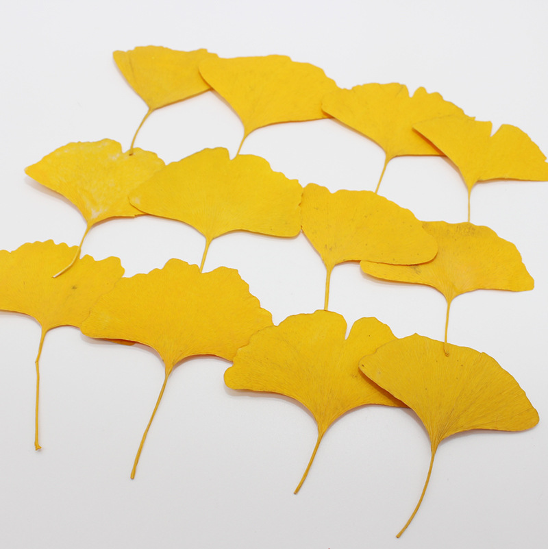 Dried Flower Bookmark - 60 piezas de hojas de Ginkgo