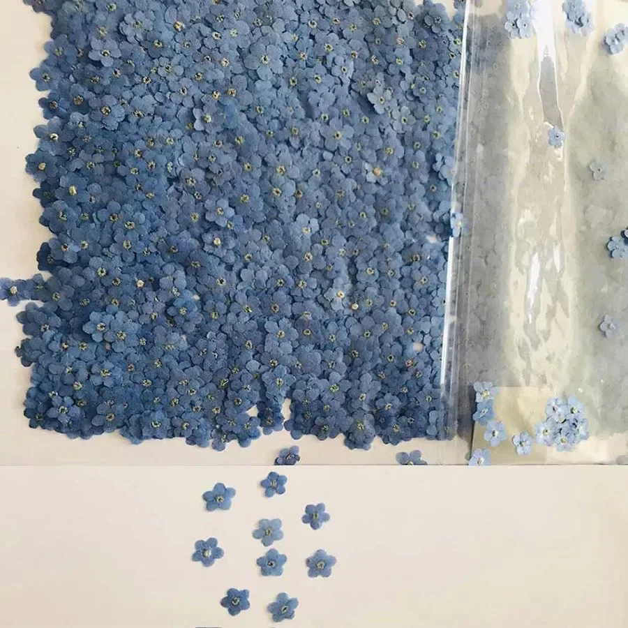 Flor de Myosotis Sylvatica (Ol - Dried Flower Bookmark reseña y precio