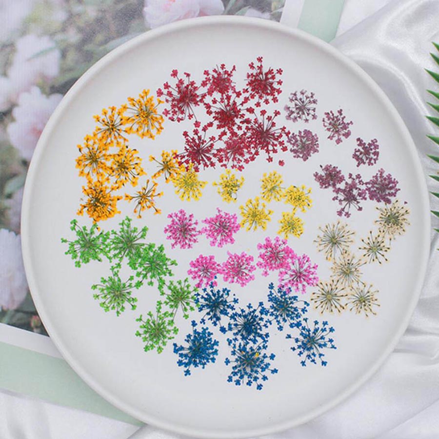 Ammi Majus-flores prensadas y  - Dried Flower Bookmark reseña y precio