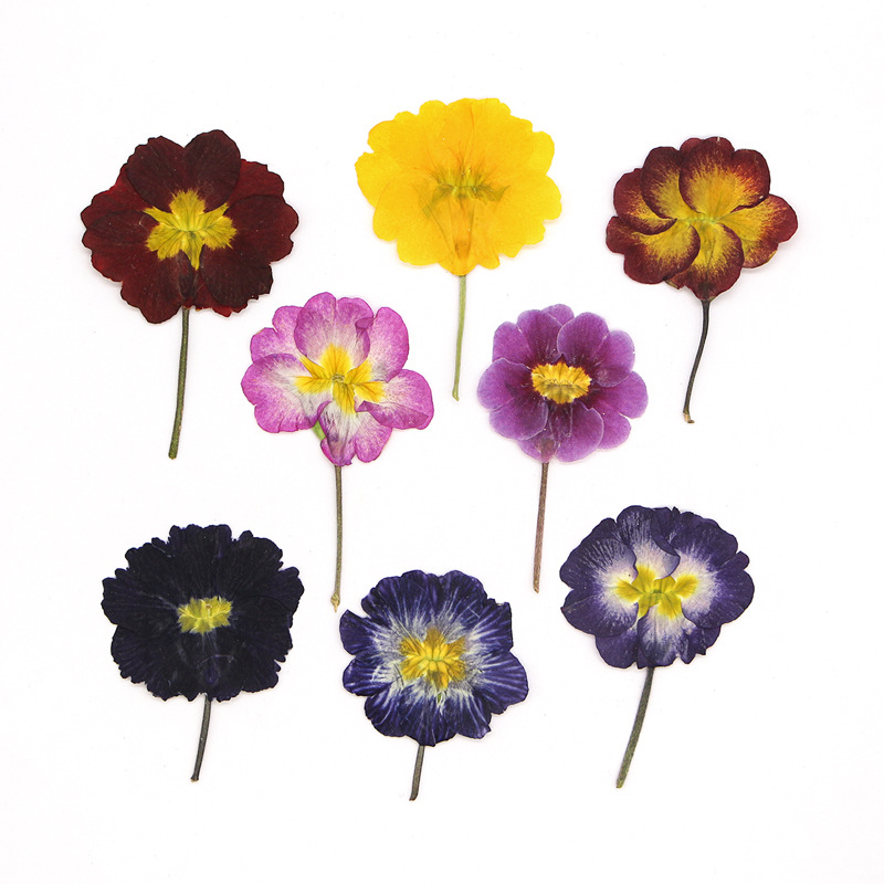 48 Piezas de Flores Secas de P - Dried Flower Bookmark reseña y precio