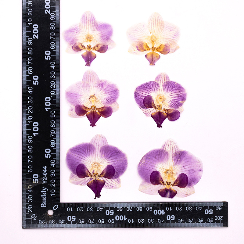 4 Piezas de Cabezas de Orquíde - Dried Flower Bookmark reseña y precio