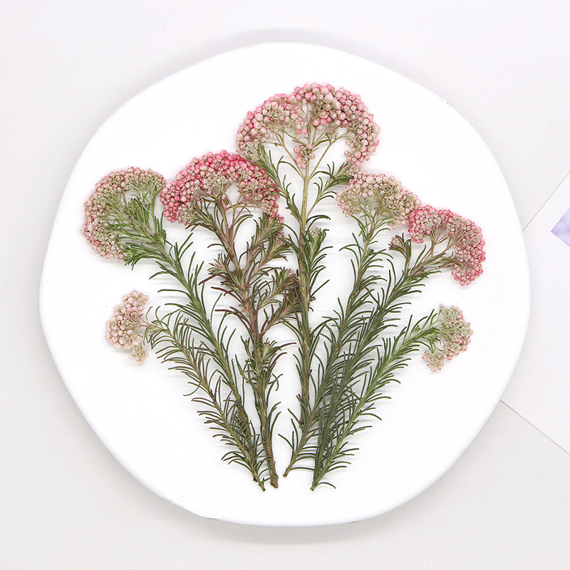 12 piezas, Ramas de flor de mi - Dried Flower Bookmark reseña y precio