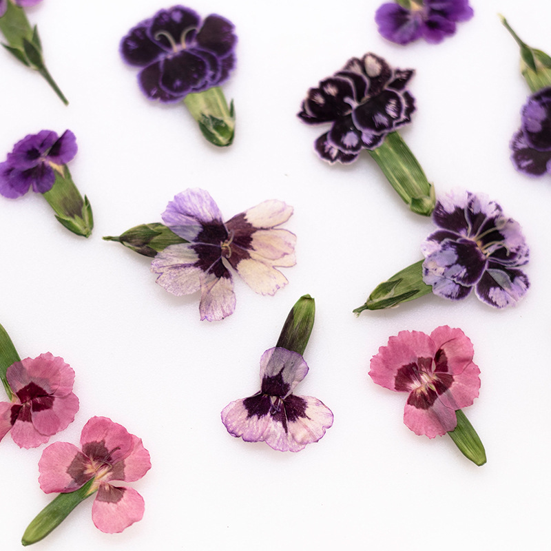 24 piezas, Flores de Dianthus  - Dried Flower Bookmark reseña y precio