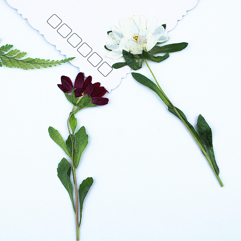24 Piezas, Mini Crisantemos Se - Dried Flower Bookmark reseña y precio
